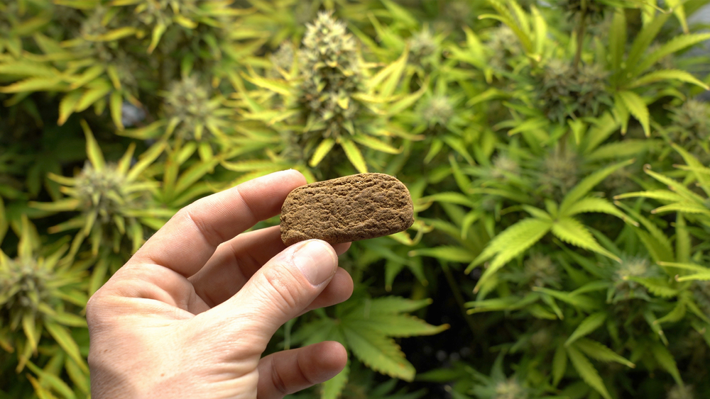 person holding hashish with marijuana plants